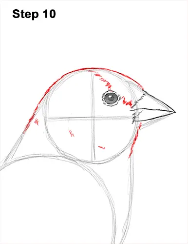 How to Draw a Goldfinch