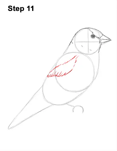 Draw American Goldfinch Bird 11