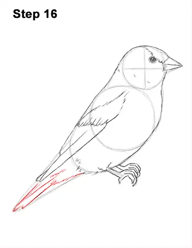Draw American Goldfinch Bird 16