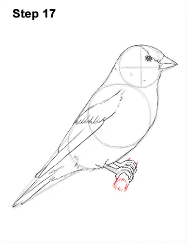 How to Draw a Goldfinch