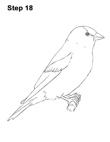 Draw American Goldfinch Bird 18