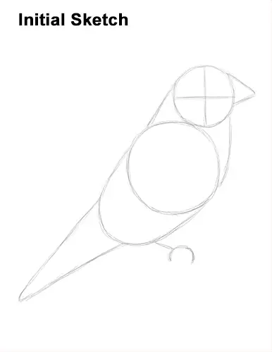 Draw American Goldfinch Bird Sketch