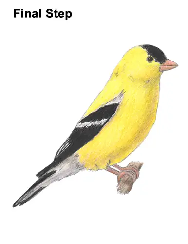 Draw American Goldfinch Bird