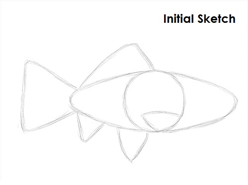 Goldfish Sketch Draw Goldfish Sketch
