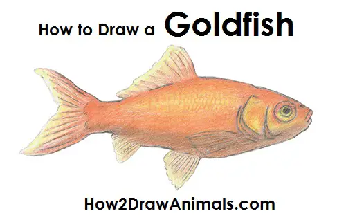 Goldfish Drawing Draw Goldfish