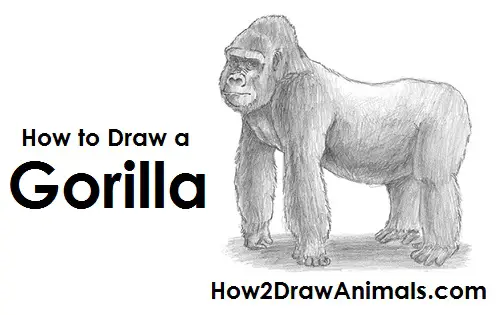 Gorilla Drawing Draw Gorilla