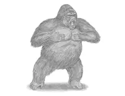 How to Draw a Gorilla Aggressive