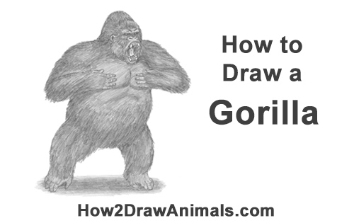 How to Draw a Gorilla Silverback Aggressive