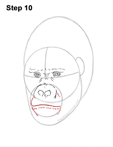 How To Draw A Gorilla Head Detail Video Step By Step Pictures