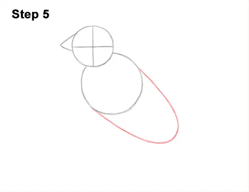 How to Draw a Lady Gouldian Rainbow Finch Bird 5