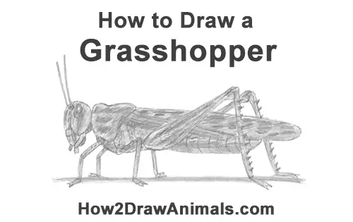 How to Draw Grasshopper Insect Bug