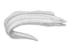 How to Draw a Green Moray Eel Side View