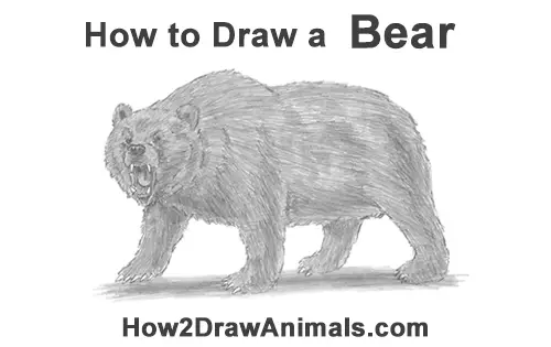 How to Draw a Growling Grizzly Bear Walking
