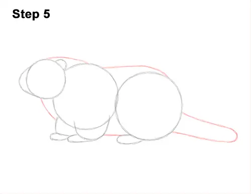 How to Draw a Groundhog Woodchuck Side View 5