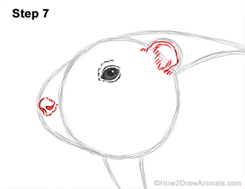 How to Draw a Groundhog Woodchuck Side View 7