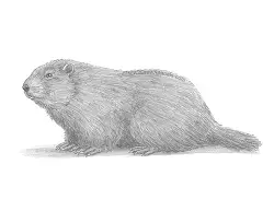 How to Draw a Groundhog Woodchuck Side View
