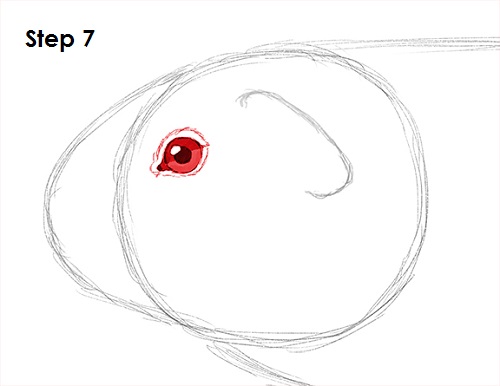 Guinea Pig 7 Draw Guinea Pig 7