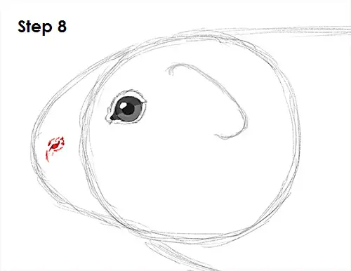 Guinea Pig 8 Draw Guinea Pig 8