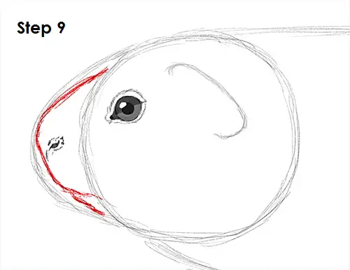 Guinea Pig 9 Draw Guinea Pig 9