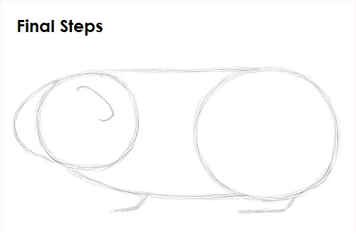 Guinea Pig Sketch Draw Guinea Pig Sketch