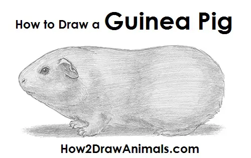 Guinea Pig Drawing Draw Guinea Pig