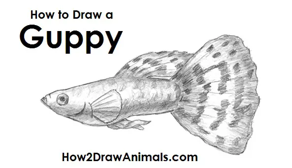 Guppy Fish Drawing Draw Guppy Fish
