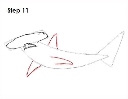 Hammerhead Shark Drawing 11 Draw Hammerhead Shark 11