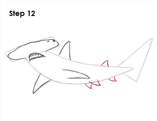 Hammerhead Shark Drawing 12 Draw Hammerhead Shark 12