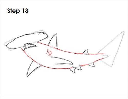 Hammerhead Shark Drawing 13 Draw Hammerhead Shark 13