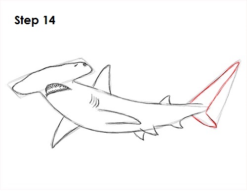 Hammerhead Shark Drawing 14 Draw Hammerhead Shark 14
