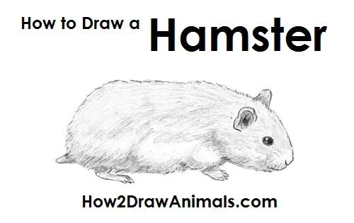 How to Draw a Golden Syrian Hamster Side View