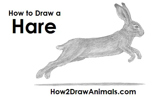 Hare Jackrabbit Drawing Draw Hare Jackrabbit