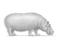 How to Draw a Hippopotamus Hippo Side View
