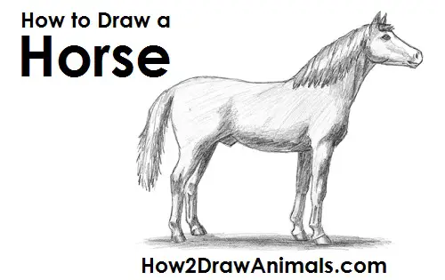 How to Draw an Arabian Horse Side View