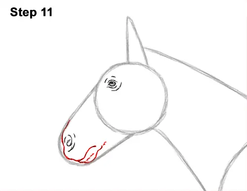How to Draw a Brown Horse Color Side View 11