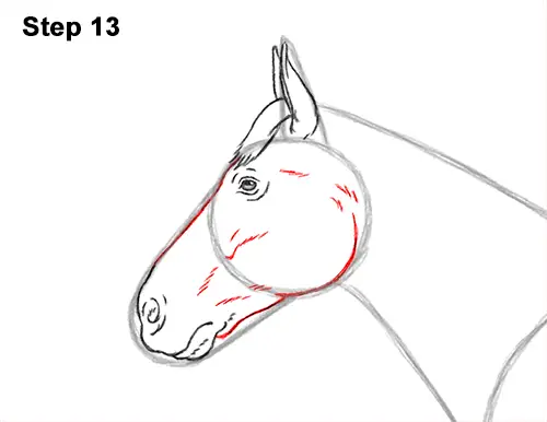 How to Draw a Brown Horse Color Side View 13