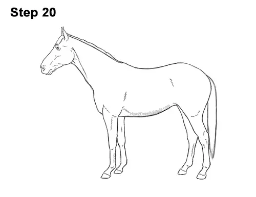 How to Draw a Brown Horse Color Side View 20