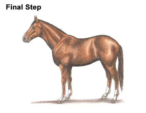 How to Draw a Brown Horse Color Side View