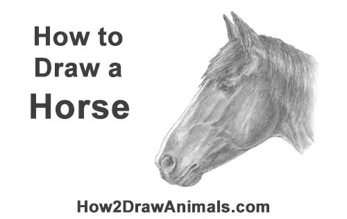 How to Draw Horse Head Face Profile Portrait