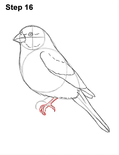 How to Draw a House Finch