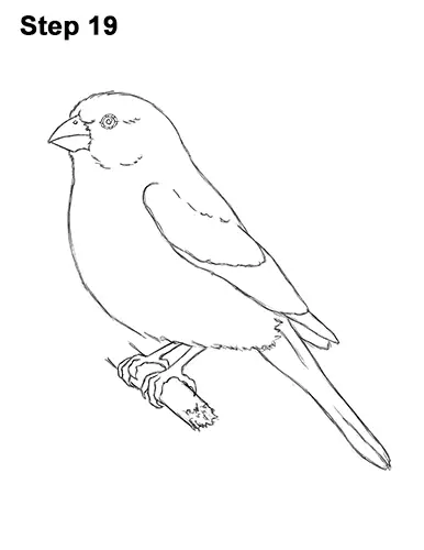 How to Draw a House Finch