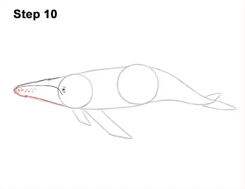 How to Draw Humpback Whale Side 10