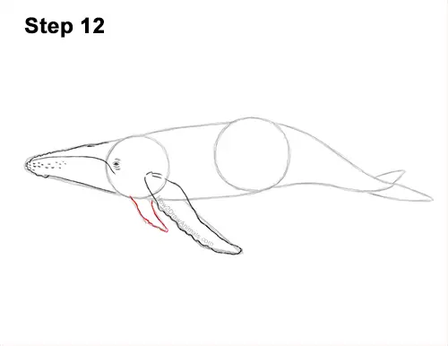 How to Draw Humpback Whale Side 12