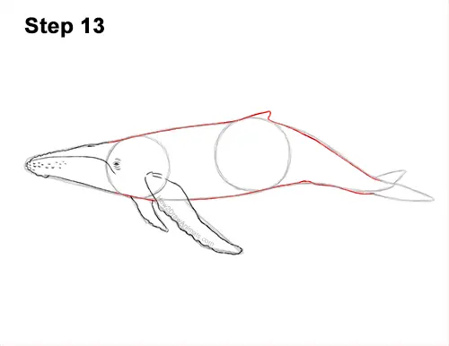 How to Draw Humpback Whale Side 13