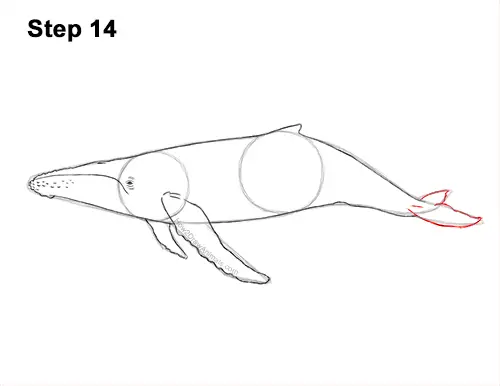How to Draw Humpback Whale Side 14
