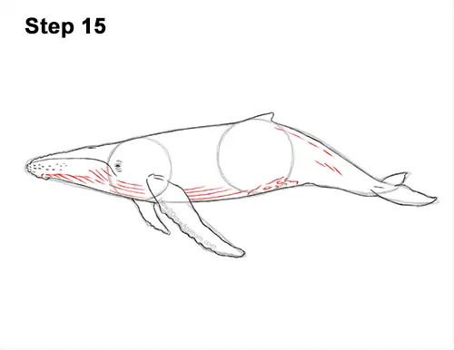 How to Draw Humpback Whale Side 15