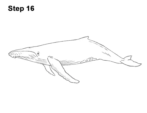 How to Draw Humpback Whale Side 16