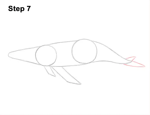 How to Draw Humpback Whale Side 7