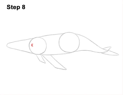 How to Draw Humpback Whale Side 8