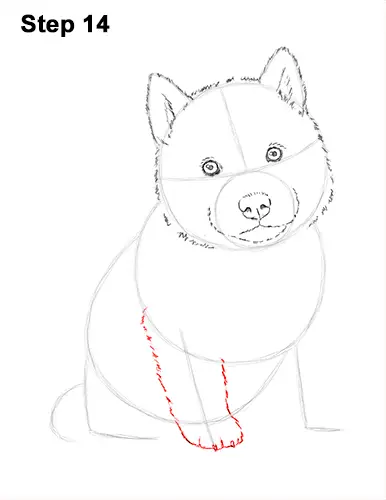 Draw Husky Puppy Dog 14